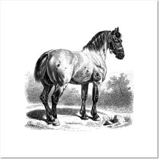 HORSE Vintage Black & White Illustration Posters and Art